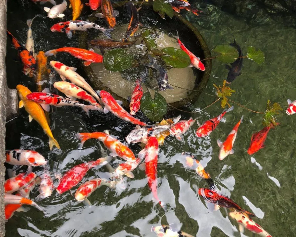 Lâm Viên Coffee Garden, quán cà phê không gian xanh tại phố núi