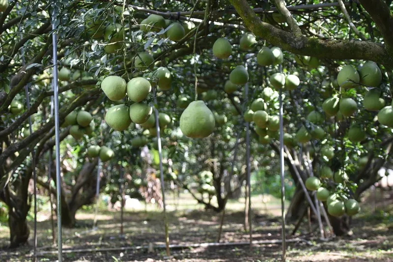 Làng bưởi Tân Triều với đặc sản nức tiếng đất Đồng Nai