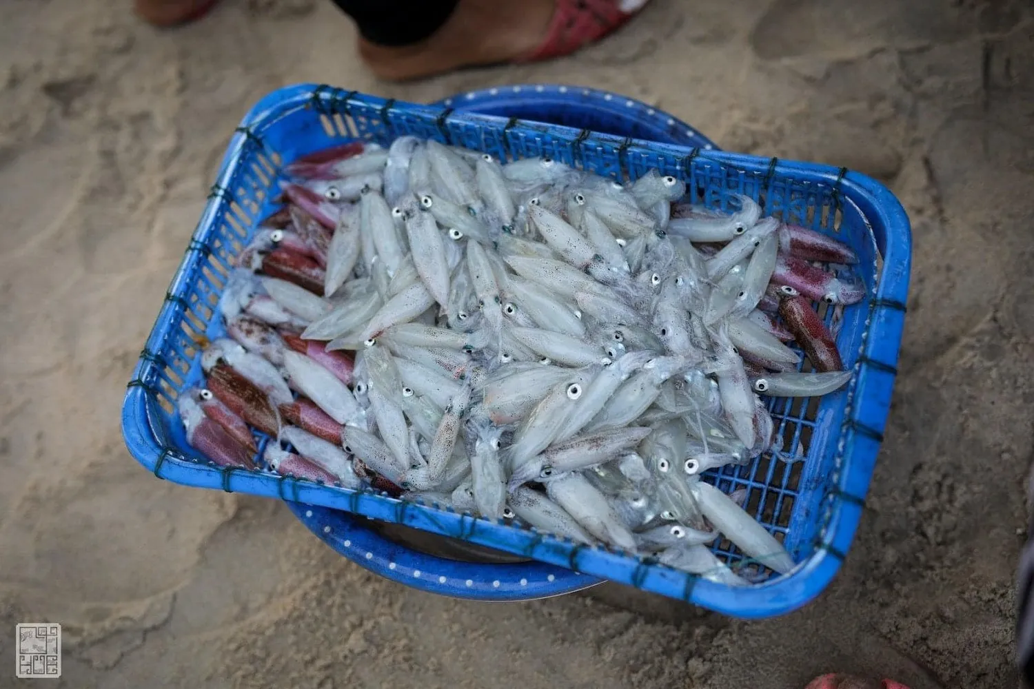 Làng chài Phú Hải – Cuộc sống dung dị và đầy tiếng cười có phải điều bạn đang tìm kiếm?