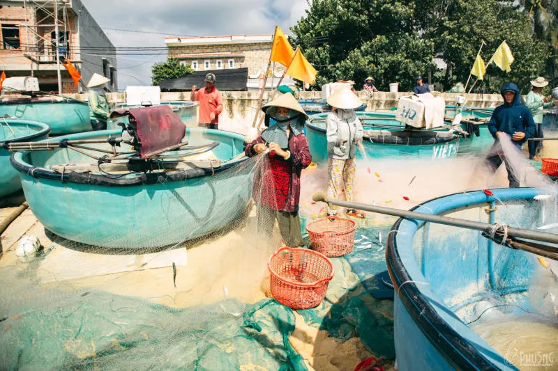 Làng chài Xuân Hải bình dị ở chốn hoa vàng trên cỏ xanh