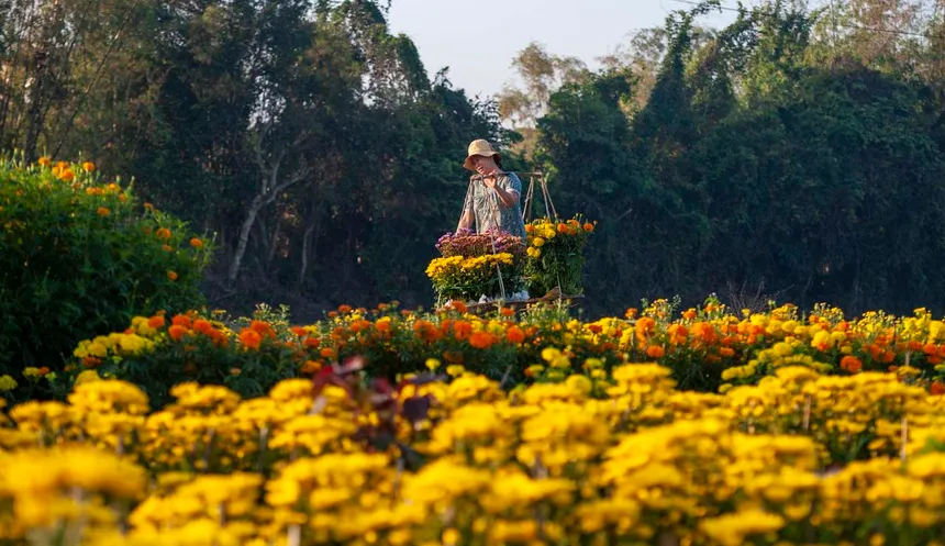 Làng hoa Phú Mậu – Vẻ đẹp rực rỡ và lãng mạn nơi xứ Huế