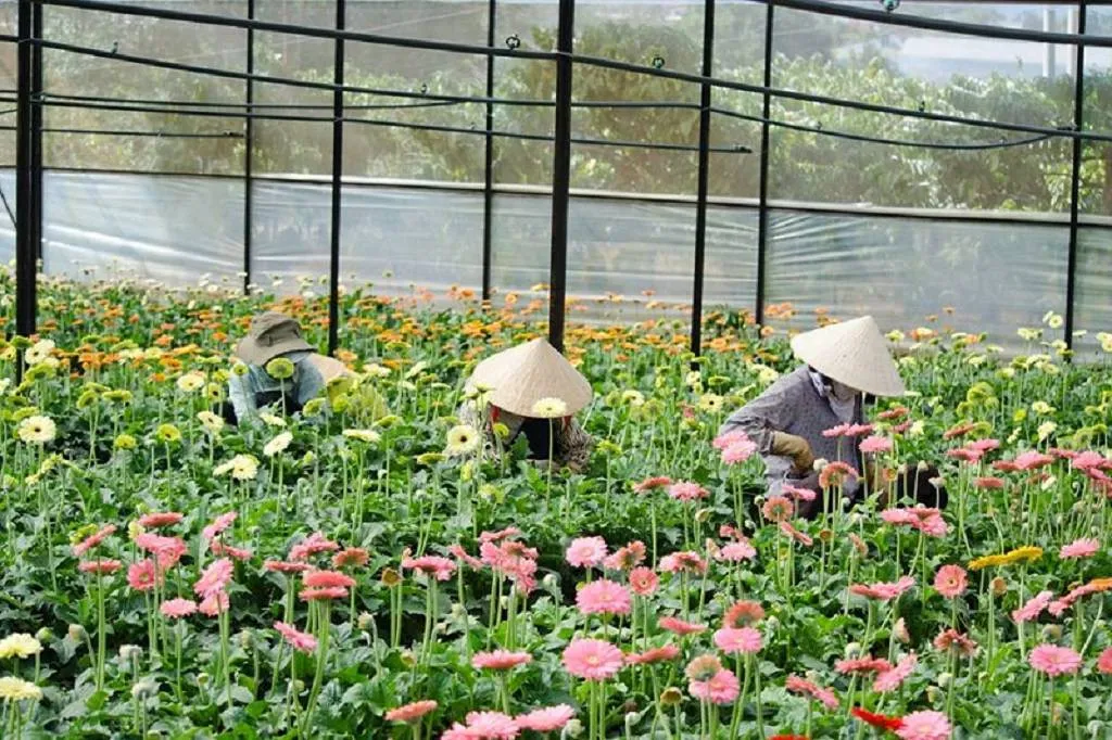 Làng hoa Thái Phiên – Thiên đường quy tụ các loài hoa Đà Lạt