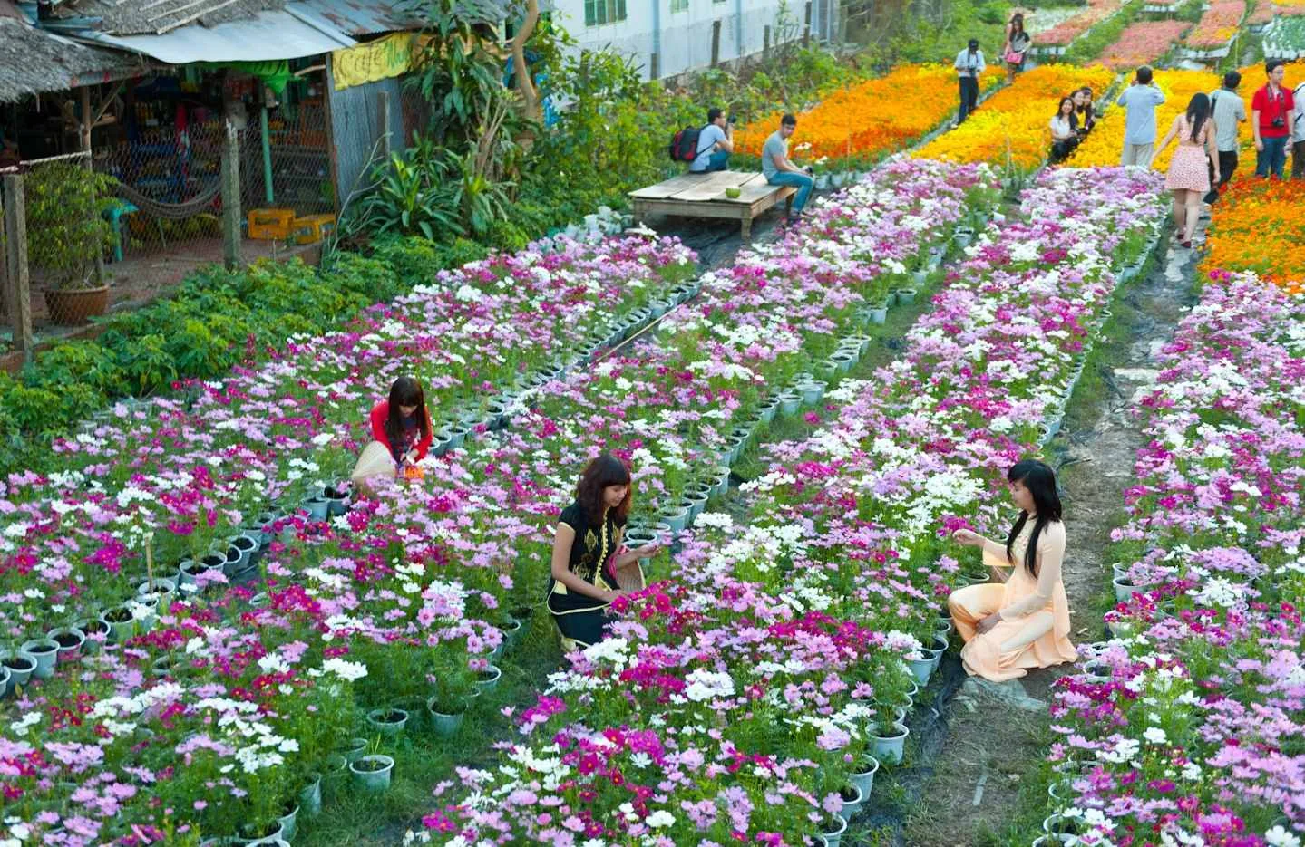 Làng hoa Thái Phiên – Thiên đường quy tụ các loài hoa Đà Lạt