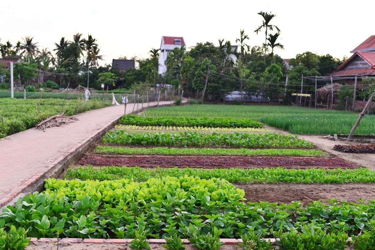 Làng rau Trà Quế Hội An – Từ làng rau dung dị đến điểm tham quan Quốc tế