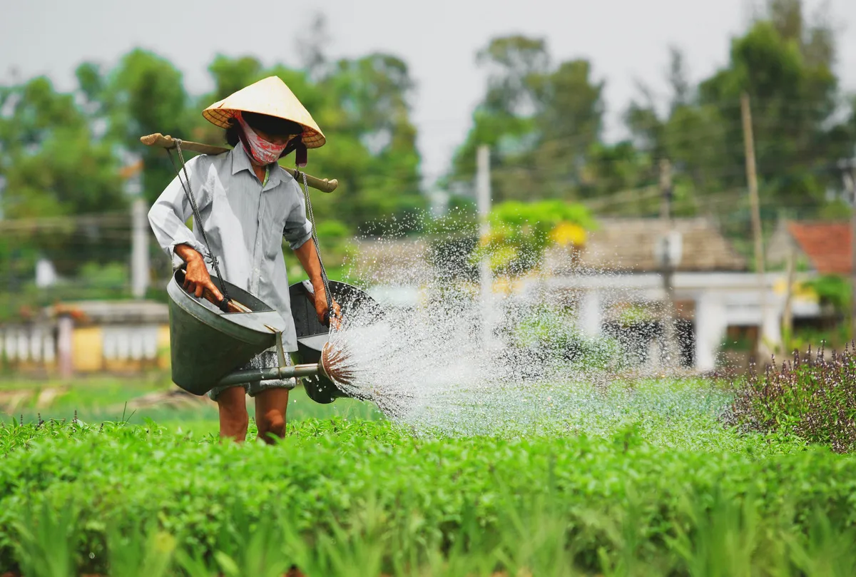 Làng rau Trà Quế Hội An – Từ làng rau dung dị đến điểm tham quan Quốc tế