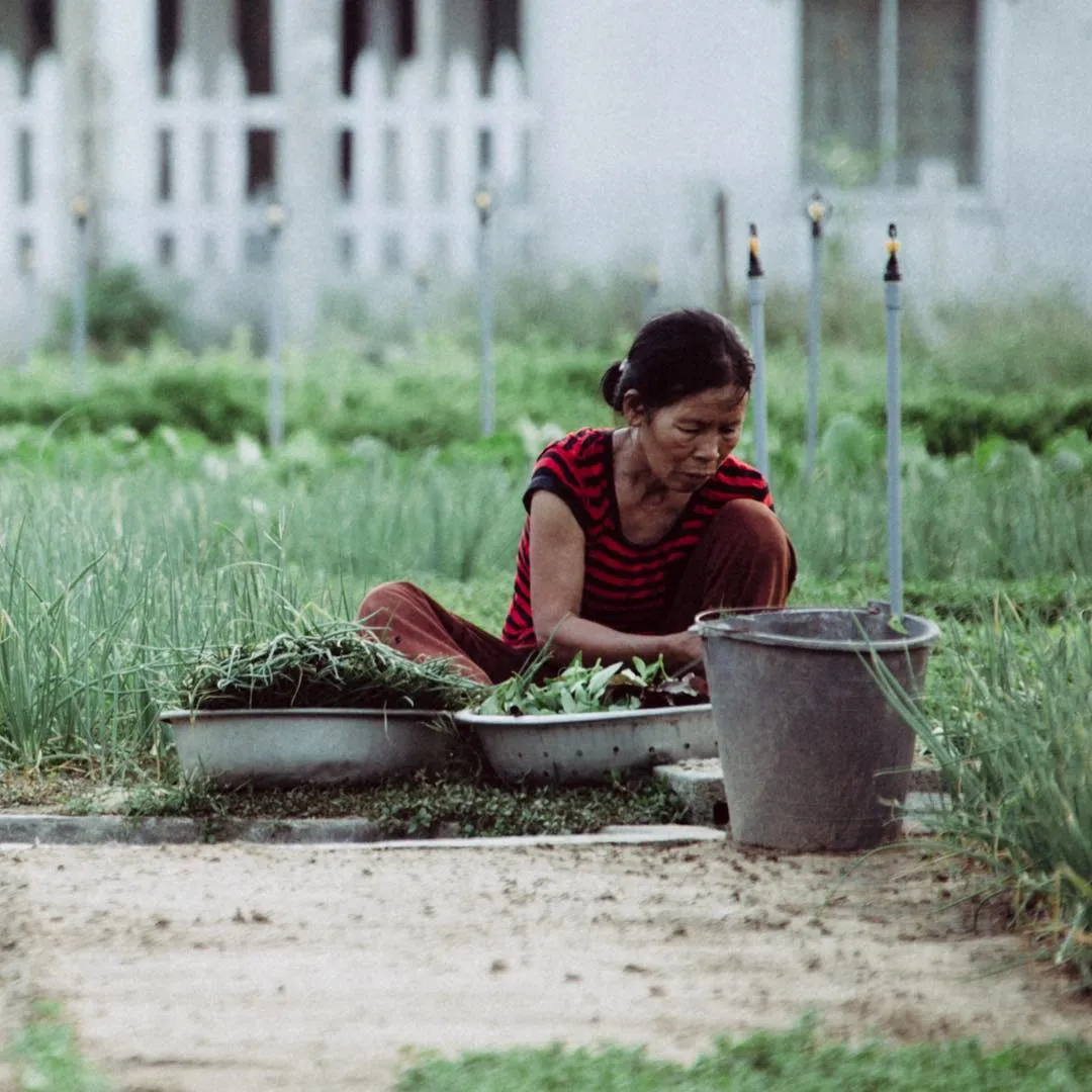 Làng rau Trà Quế Hội An – Từ làng rau dung dị đến điểm tham quan Quốc tế