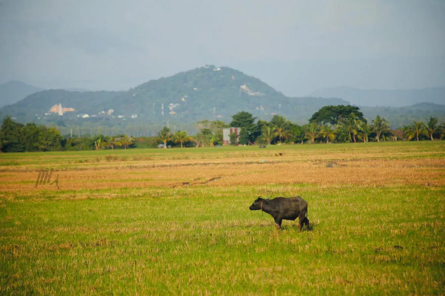 Lang thang An Giang khám phá miền quê thanh bình vào mùa nước nổi