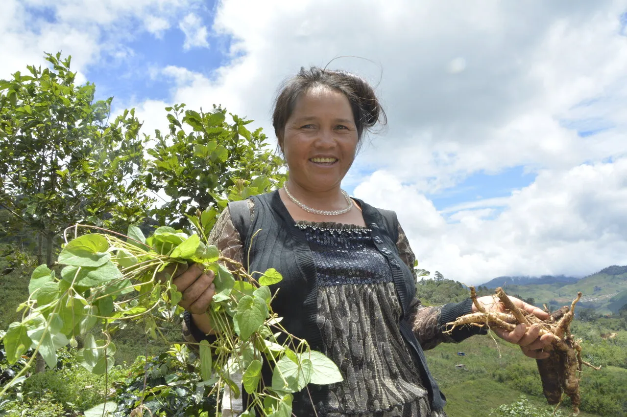 Lẩu gà lá sâm, món ngon dinh dưỡng từ thiên nhiên