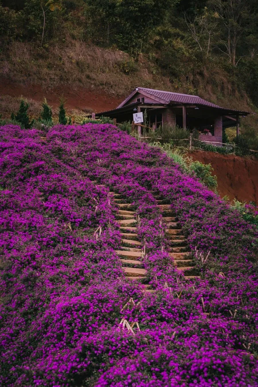 Lavender Túi Thương Nhớ, không gian ngập tràn sắc tím lãng mạn, an yên