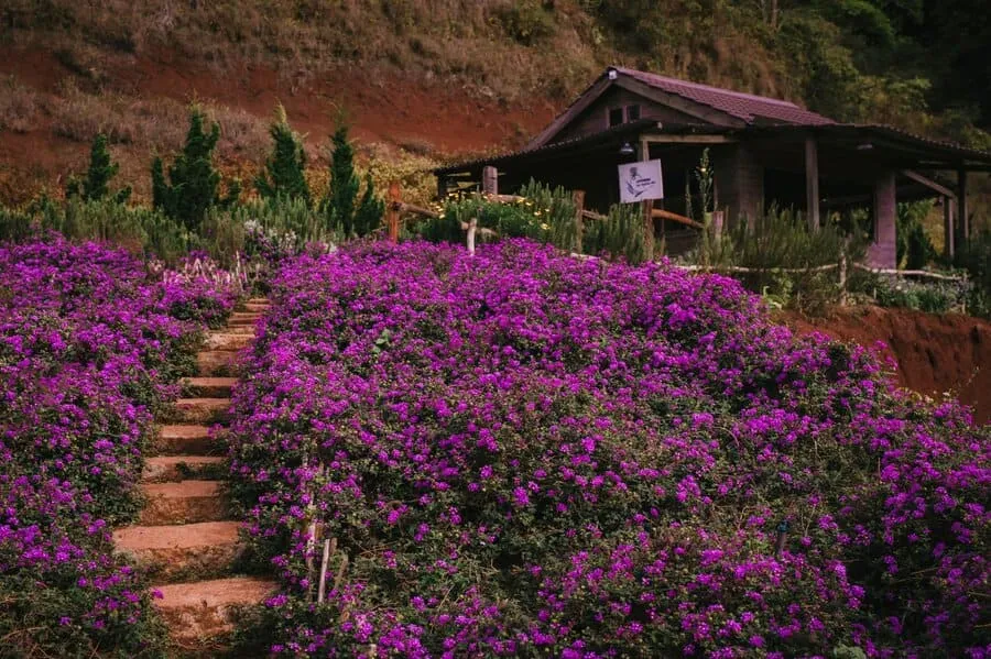 Lavender Túi Thương Nhớ, không gian ngập tràn sắc tím lãng mạn, an yên