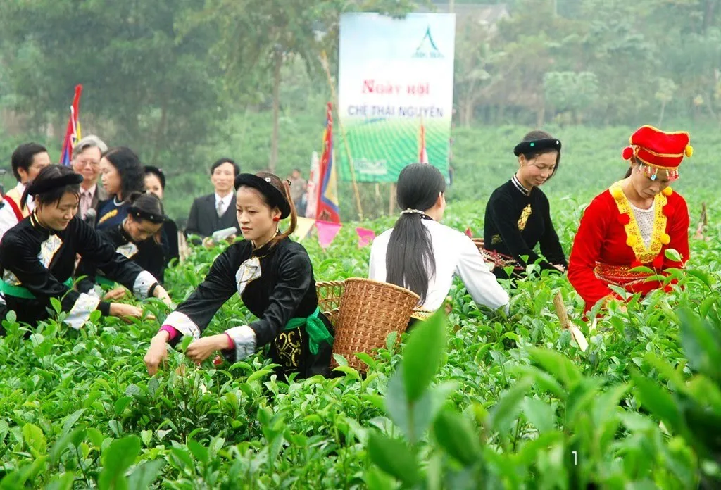 Lễ hội trà Đà Lạt – Hòa mình vào tuần lễ văn hóa trà đặc sắc