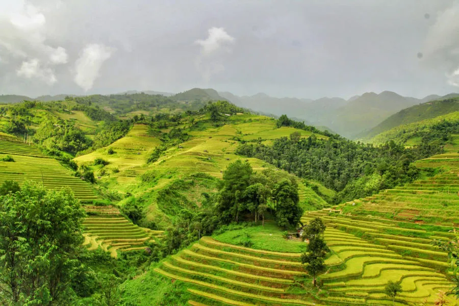 Lên đường khám phá Mù Cang Chải săn mùa lúa chín vàng