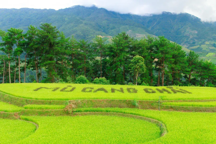 Lên đường khám phá Mù Cang Chải săn mùa lúa chín vàng