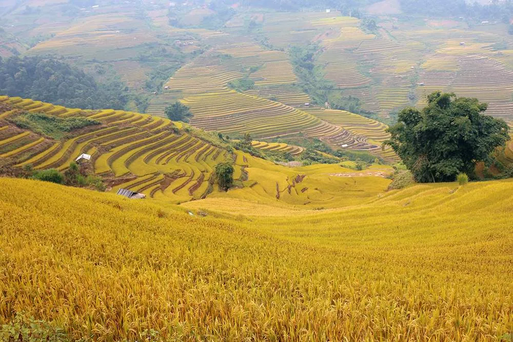 Lịch trình khám phá Mù Cang Chải 3N2Đ và những trải nghiệm khó quên