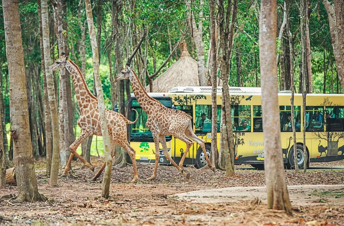 Lịch trình khám phá Vinpearl Safari Phú Quốc – Khu bán vườn thú hoang dã lớn nhất Việt Nam