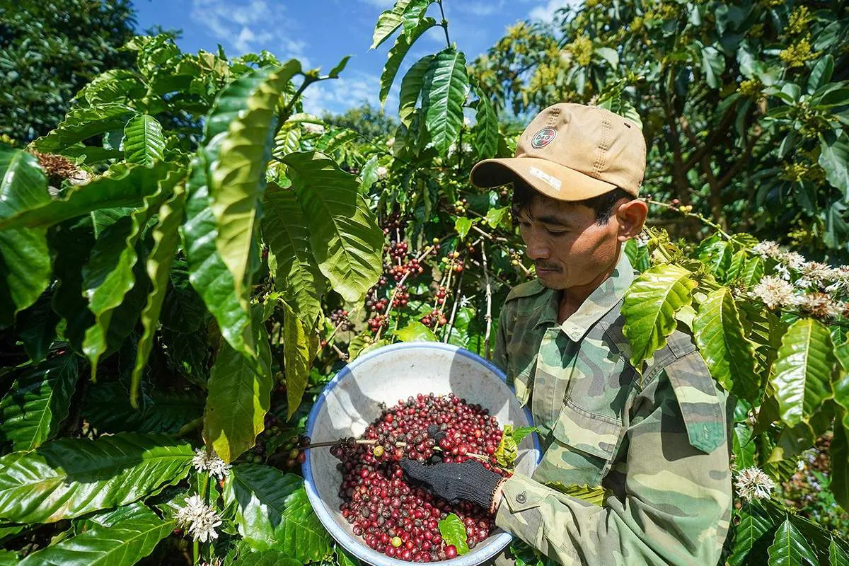 Lịch trình trải nghiệm học thuật vùng nguyên liệu cà phê tại Bảo Lộc