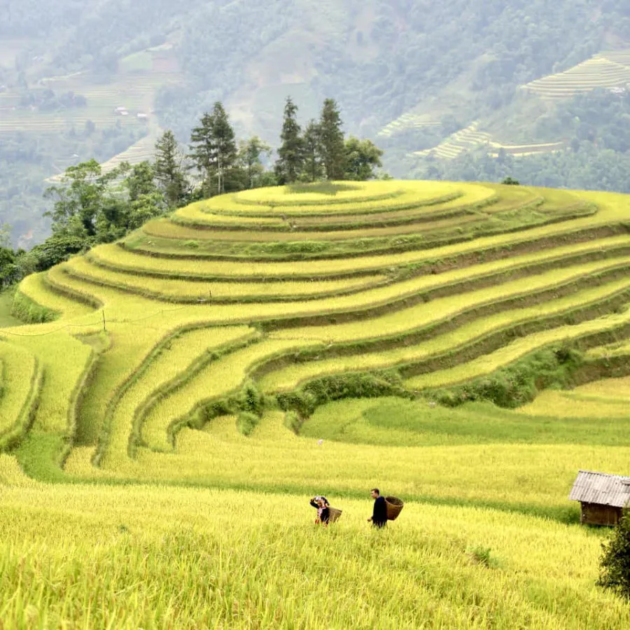 Loạn nhịp trước Hoàng Su Phì mùa lúa chín đẹp đến nao lòng