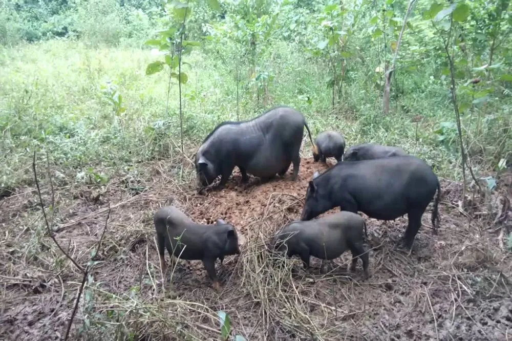 Lợn cắp nách Hà Giang – Đặc sản dân dã của vùng cao Hà Giang