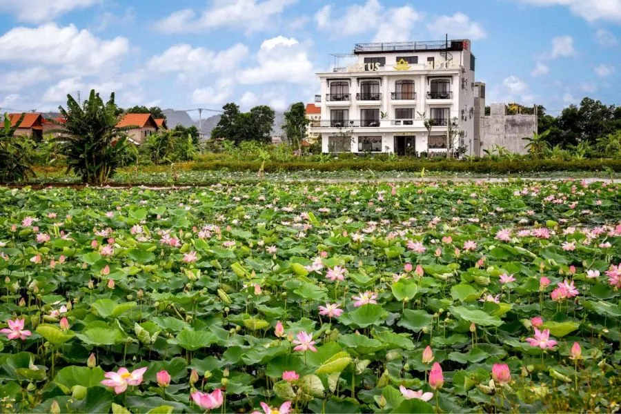 Lotus Hotel Ninh Bình, khách sạn 4 sao với view đầm sen cực đẹp