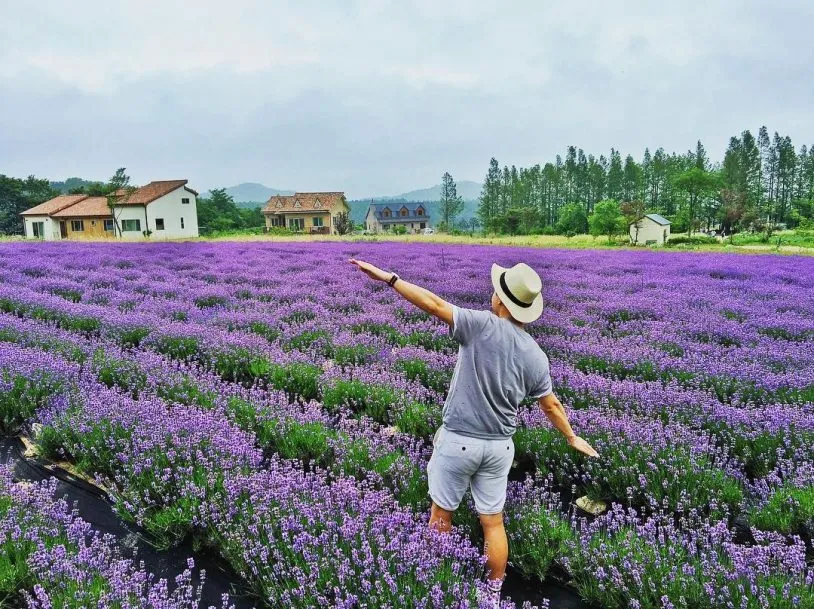 Lung linh ánh tím mùa hoa lavender Đà Lạt – Khoảnh khắc không thể bỏ lỡ