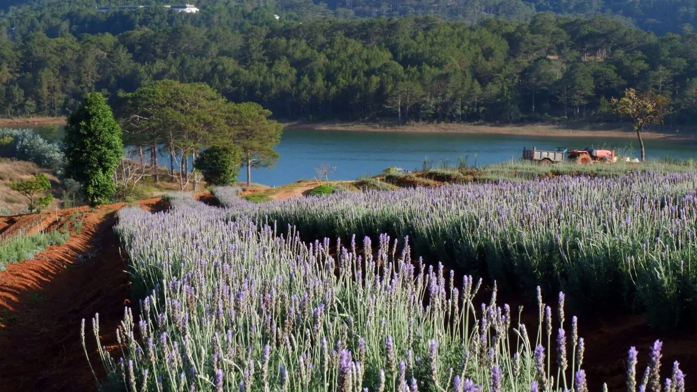 Lung linh ánh tím mùa hoa lavender Đà Lạt – Khoảnh khắc không thể bỏ lỡ