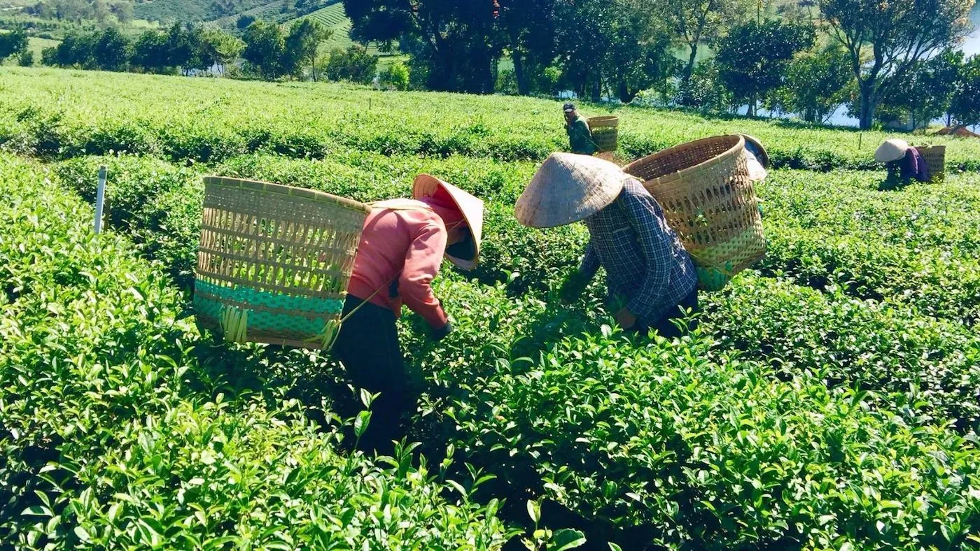 Lưu lại đường đi đồi chè Tâm Châu Bảo Lộc cực kỳ chi tiết