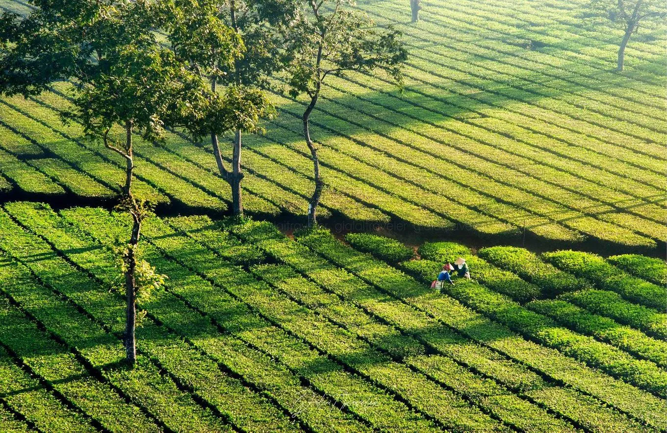 Lưu lại đường đi đồi chè Tâm Châu Bảo Lộc cực kỳ chi tiết