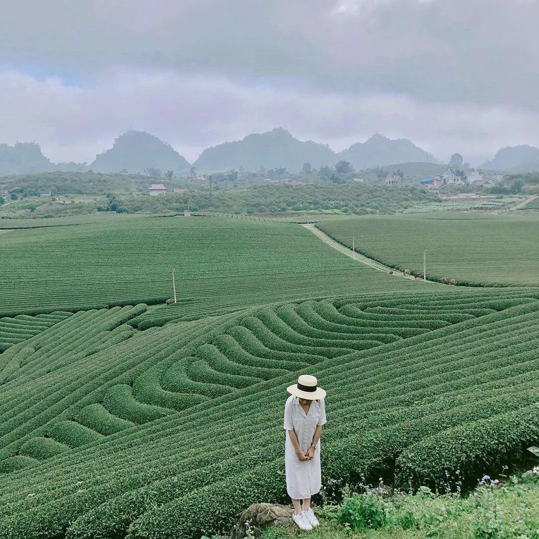 Lưu ngay Kinh nghiệm tham quan đồi chè Tâm Châu Bảo Lộc