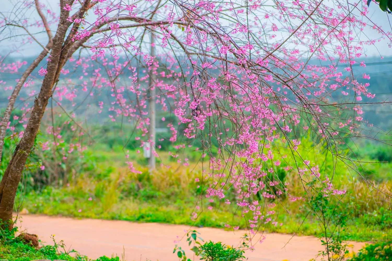 Mai anh đào Măng Đen nở rộ tuyệt đẹp chiếm trọn trái tim người thưởng ngoạn