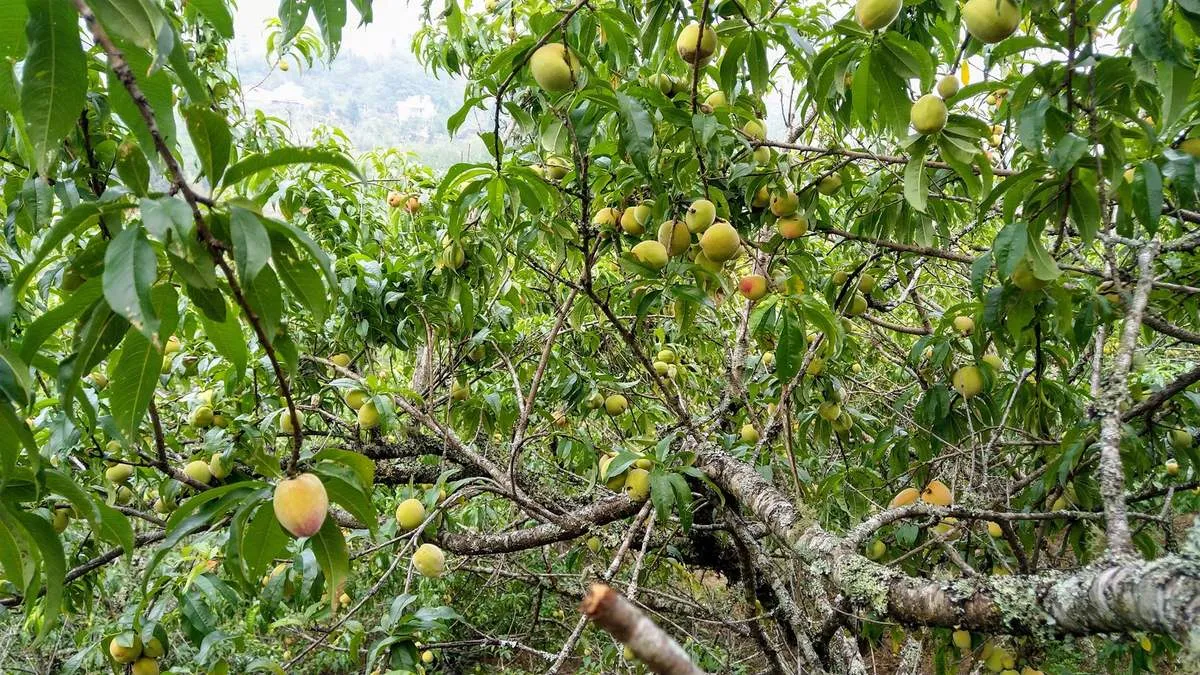 Mận Sapa, đào rọ – Những trái ngon của núi rừng Tây Bắc