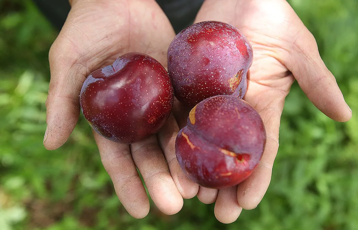 Mận Sapa, đào rọ – Những trái ngon của núi rừng Tây Bắc