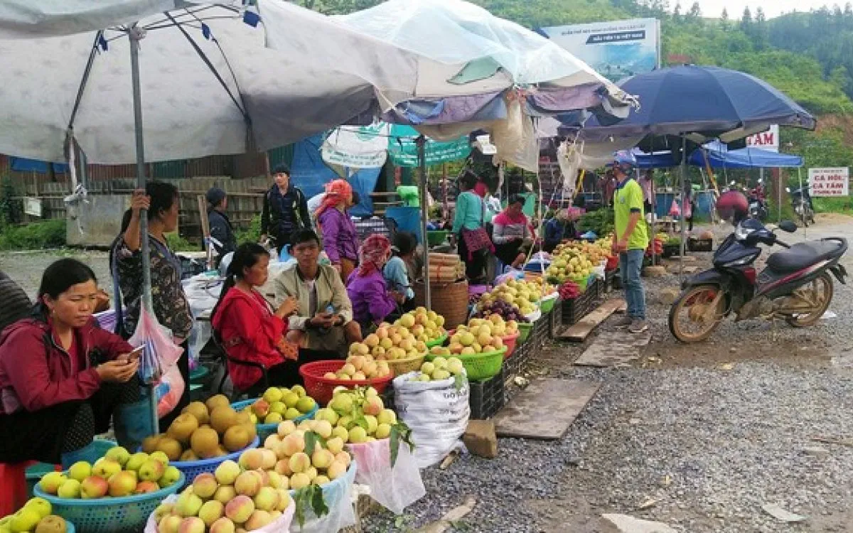 Mận Sapa, đào rọ – Những trái ngon của núi rừng Tây Bắc