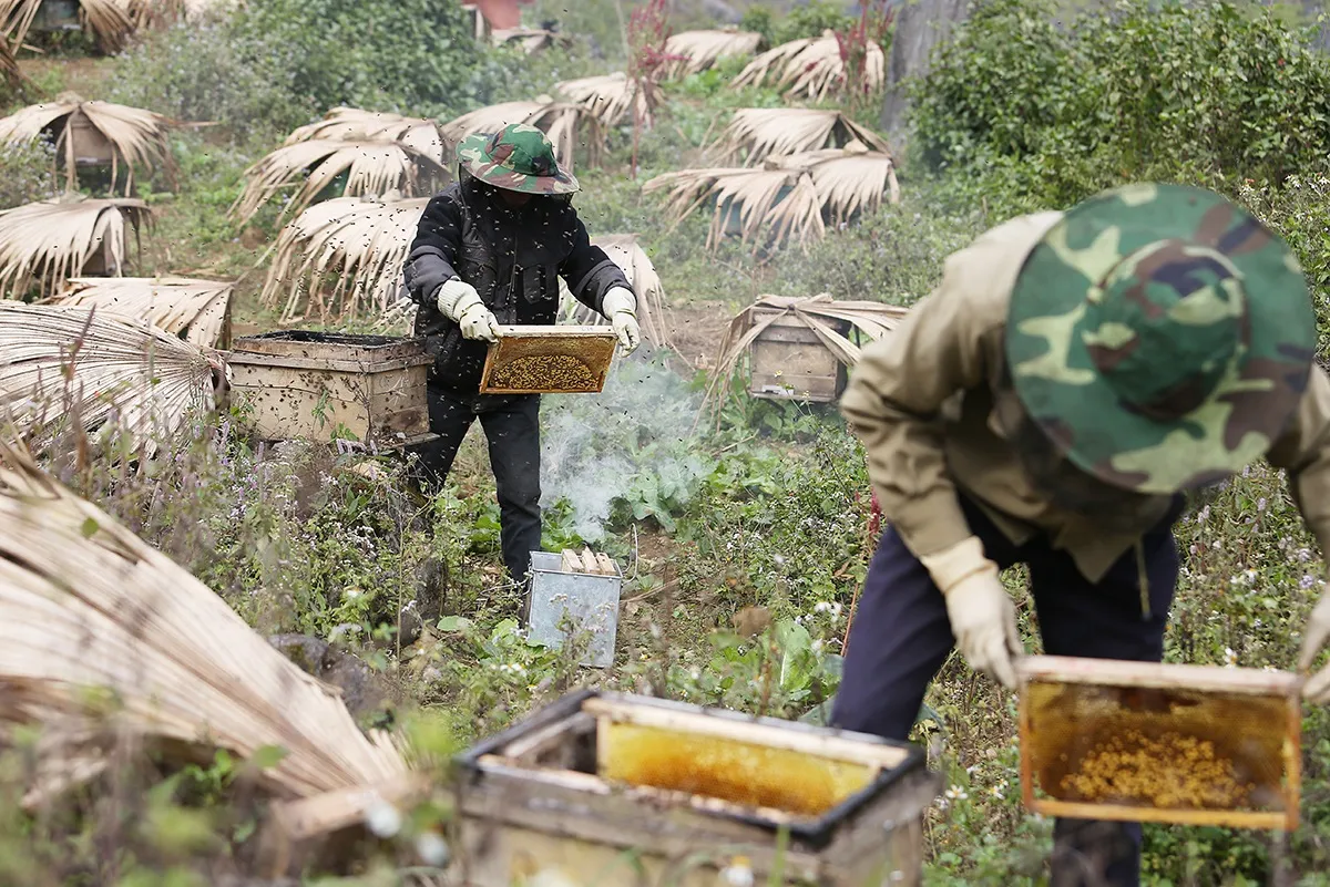 Mật ong bạc hà Hà Giang – Thực phẩm vàng nơi cao nguyên đá