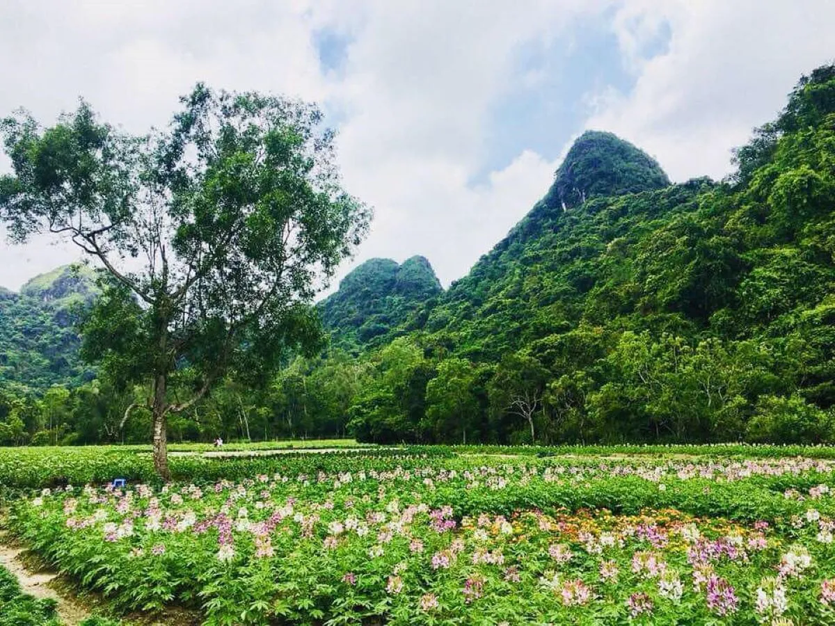 Mật ong rừng Cát Bà – sản vật quý nơi đất cảng Hải Phòng