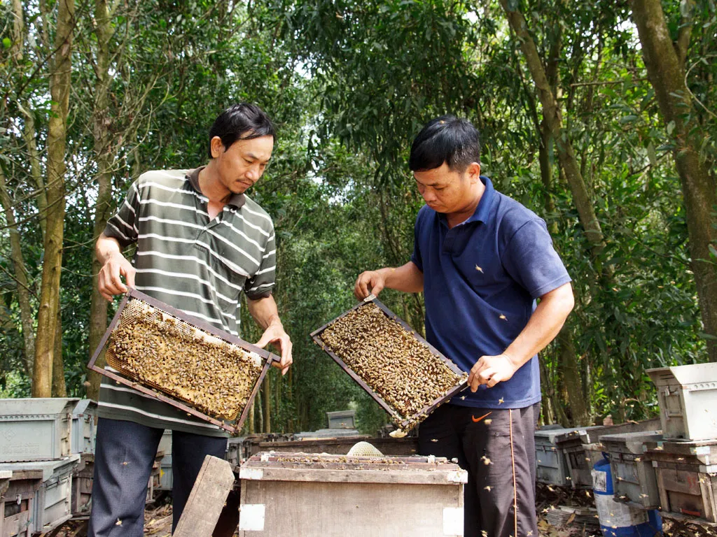 Mật ong rừng Cát Bà – sản vật quý nơi đất cảng Hải Phòng