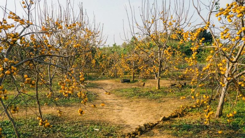 Mộc Châu mùa hồng chín, món quà đặc biệt của cao nguyên hữu tình