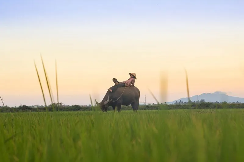 Một ngày khám phá làng quê Hội An yên bình và đáng nhớ