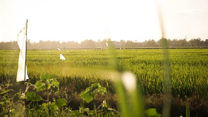 Một ngày khám phá làng quê Hội An yên bình và đáng nhớ