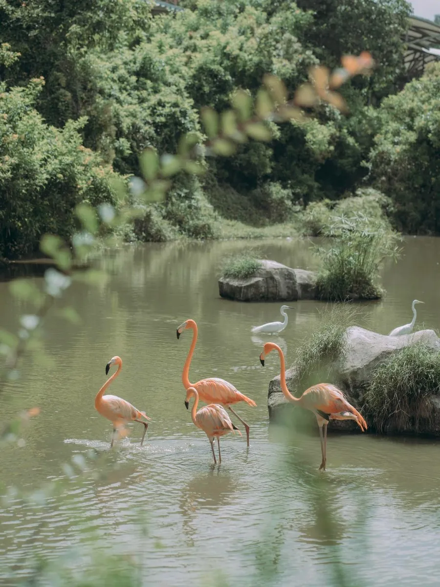 Một ngày tại Vinpearl Safari, vườn thú bán hoang dã trong lòng Đảo Ngọc