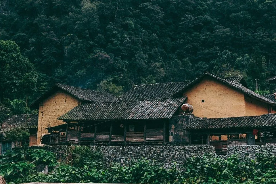 Mùa hoa cải trắng Hà Giang – Mùa hoa thương nhớ với nét mộc mạc, nên thơ