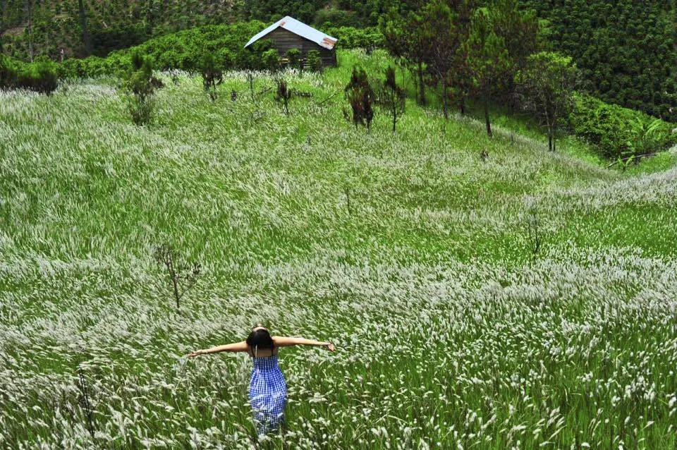 Mùa hoa cỏ lau Đà Lạt về ngập tràn trên những cánh đồng hoang