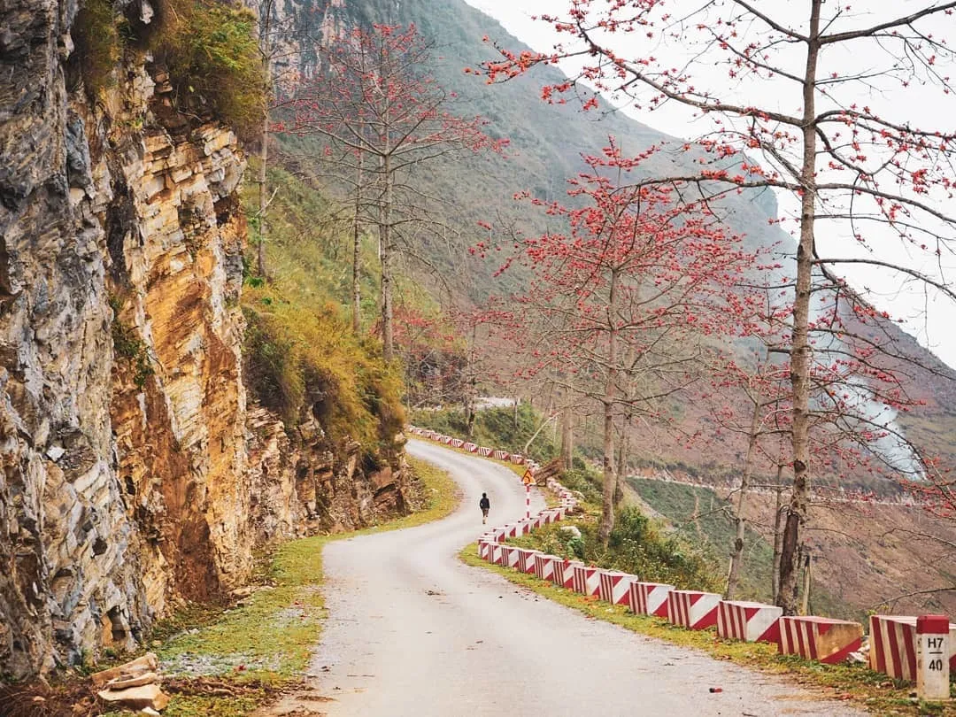 Mùa hoa gạo Hà Giang bừng sắc đỏ khắp Cao nguyên đá