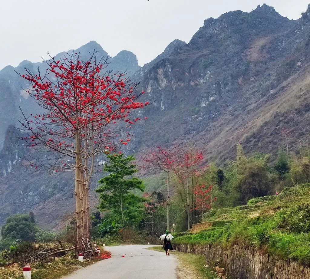 Mùa hoa gạo Hà Giang bừng sắc đỏ khắp Cao nguyên đá