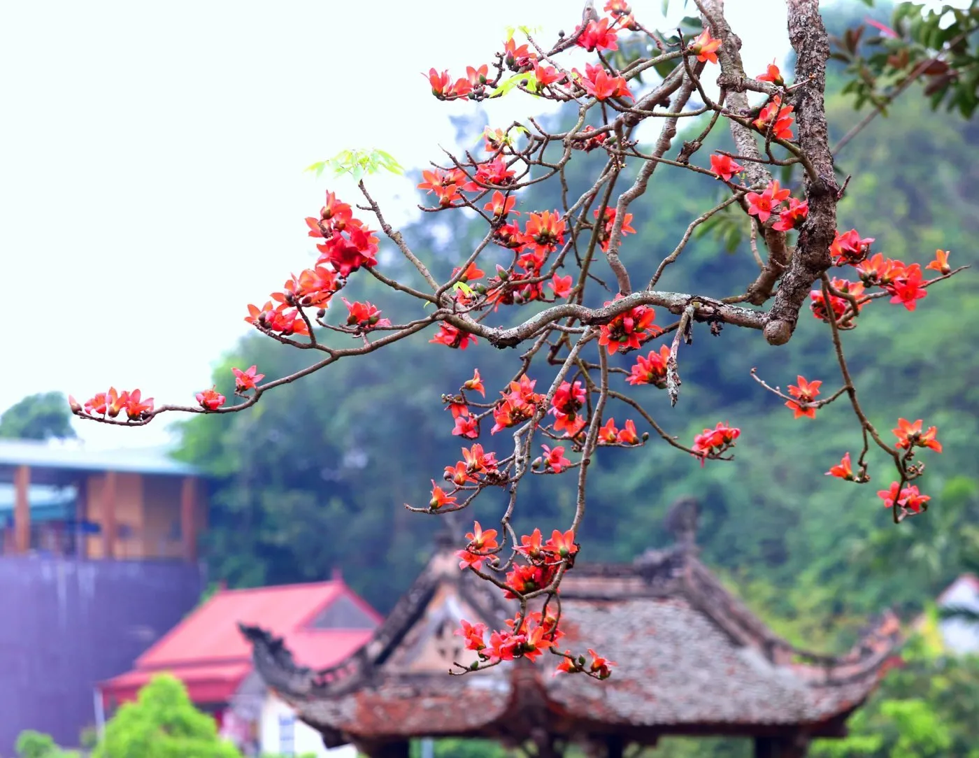 Mùa hoa gạo Hà Giang bừng sắc đỏ khắp Cao nguyên đá