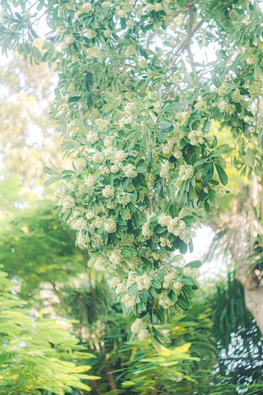 Mùa hoa sữa Đà Nẵng, hương thơm ngào ngạt đắm say lòng người