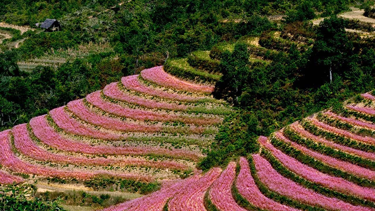 Mùa hoa tam giác mạch Hà Giang – Ngắm nhìn một Hà Giang rực rỡ dịp cuối năm