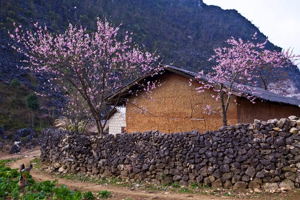 Mùa hoa tam giác mạch Hà Giang – Ngắm nhìn một Hà Giang rực rỡ dịp cuối năm