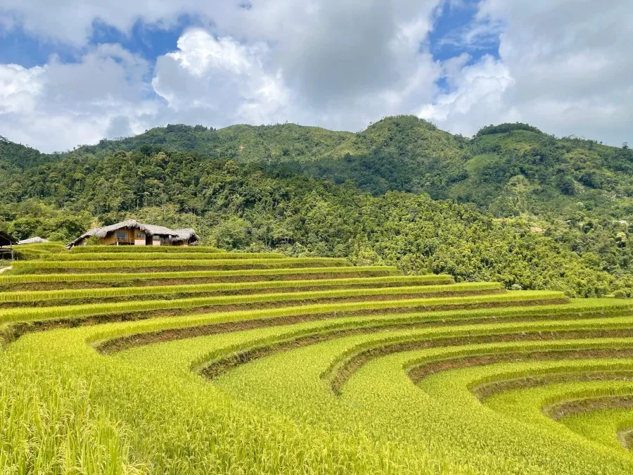 Mùa lúa vàng ở Hoàng Su Phì, thời điểm khiến hội sống ảo mê mẩn