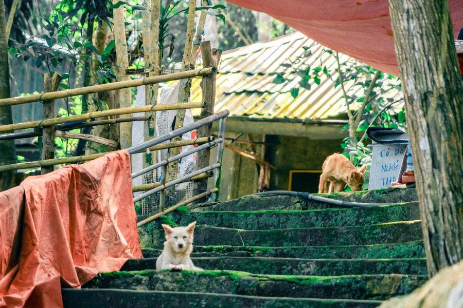 Mùa thu Vũng Tàu đang về yên bình trên từng con phố nhỏ