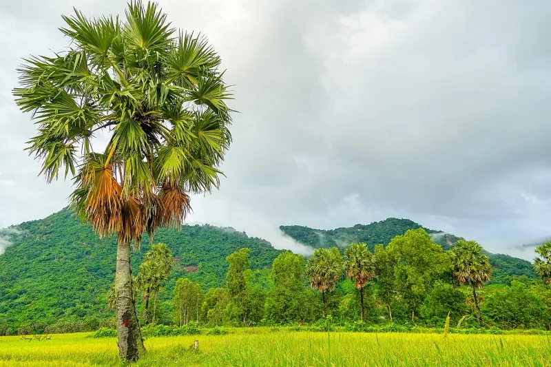 Mùa vàng An Giang đẹp ngỡ ngàng qua lăng kính của Dương Việt Anh